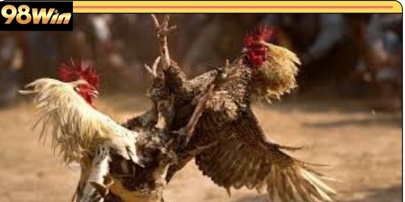 Hướng dẫn tham gia đá gà 98win