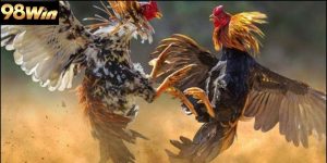 Đá gà 98win