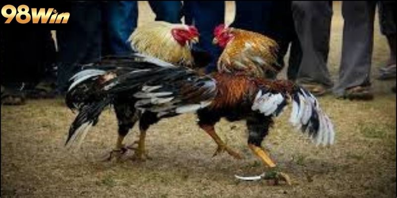 Thủ Thuật Nhận Biết Gà Hay