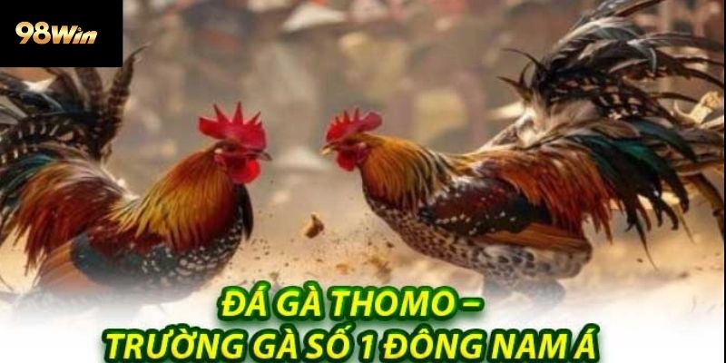 Đá Gà Thomo
