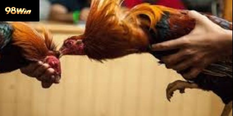 Cách quan sát trận đấu hiệu quả