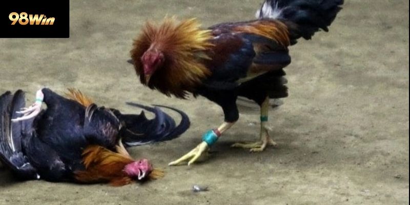 Vì sao đá gà Thomo luôn giữ được sức hút