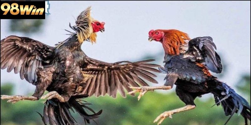 Vai trò của nền tảng khi theo dõi